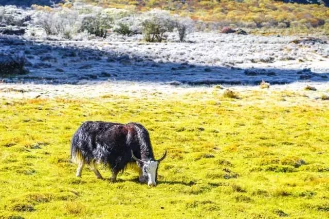 触碰心灵的稻城亚丁