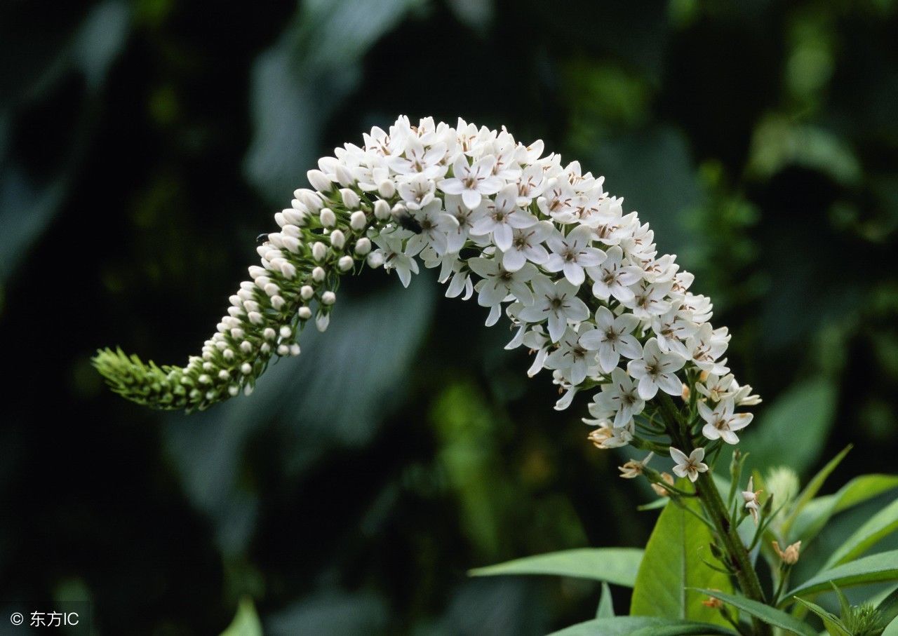 农村野草珍珠菜，竟有这么多功效，涨知识了