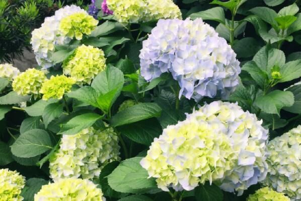 灌木绣球花能在室内养吗?种子价格多少钱一斤?什么时候种植开花