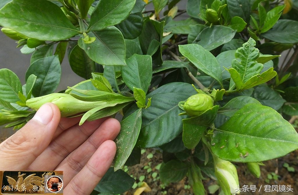 摄影:栀子花,气芳香!花茶泻火除烦,可治肠风下