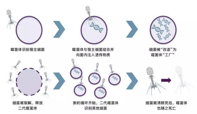 与耐药菌的“进化竞赛”有无胜算?一种古老疗法正在重燃人类生机