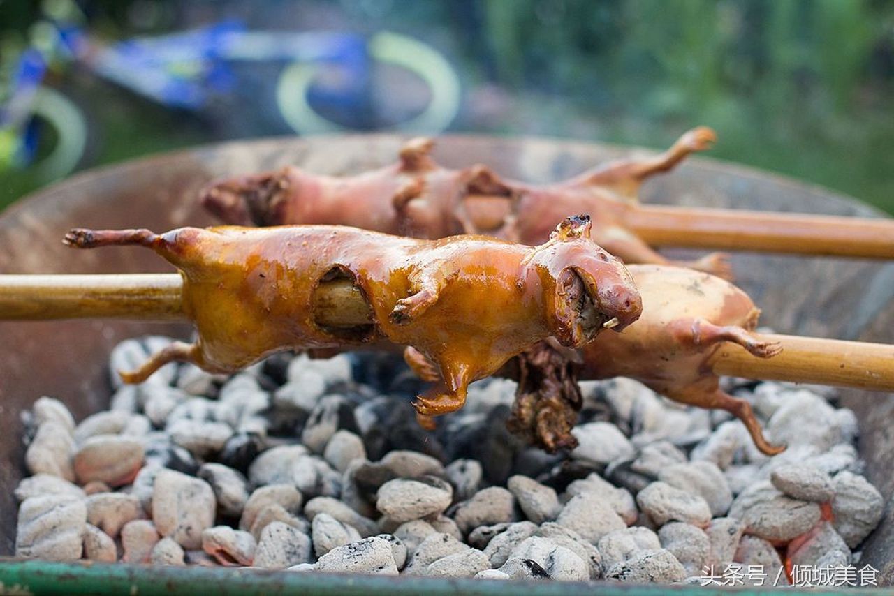 南美洲特色美食烤豚鼠鲜香爽脆,为什么中国人