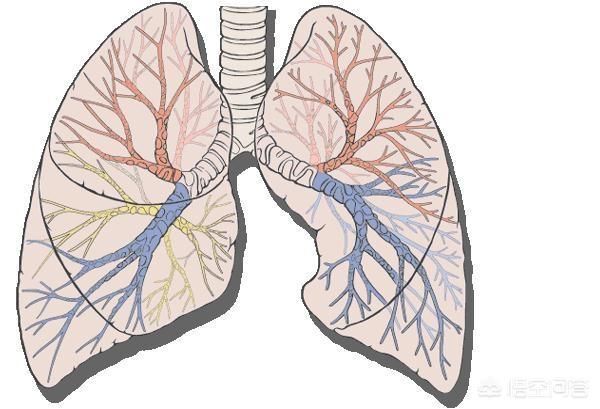 支气管炎和肺炎有什么区别，一般人可能很难区分二者，主要靠CT