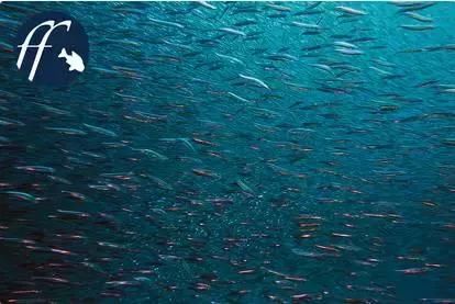 观赏鱼世界 宠物行为大揭秘:鼠鱼真的会群游吗