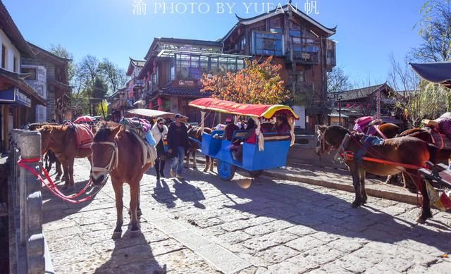 丽江的马为什么没人骑了?50元、40元便可骑着游一圈
