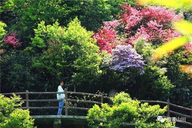 震撼!山川峡谷映山红,绵延数公里!