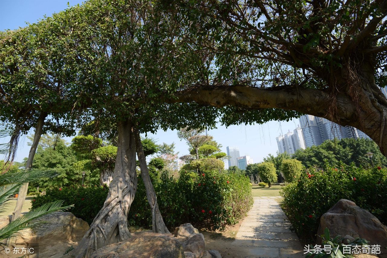 广西南宁，三棵树枝芽互为一体，形成个天然“树伞”!