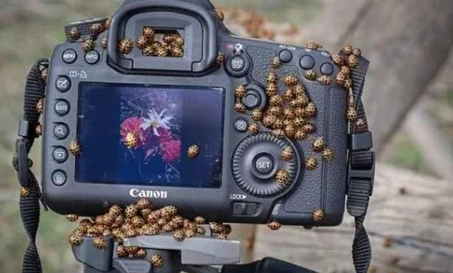 密集恐惧症误入！澳洲这地方竟成为网红景点，百万瓢虫挤成一坨