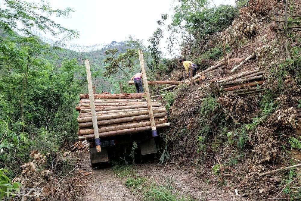 跟老司机一起去深山老林拉木材，一车能挣900块