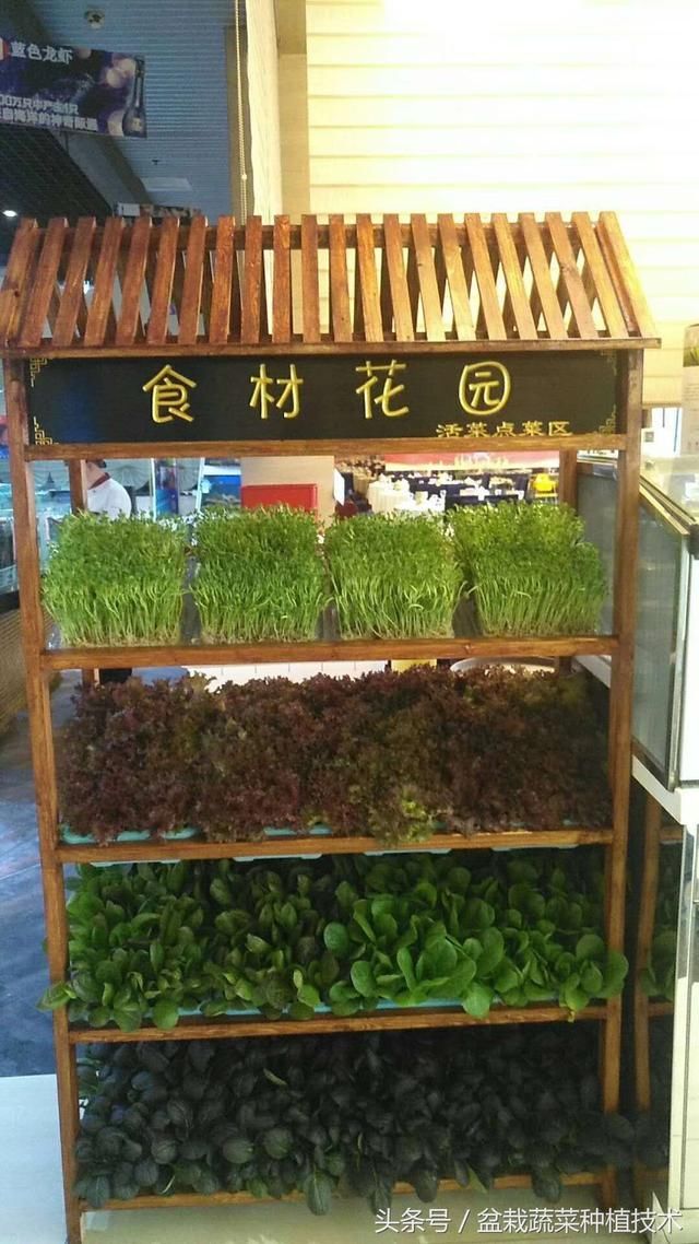 江苏这么多酒店为什么都在大厅摆放盆栽蔬菜，现吃现摘