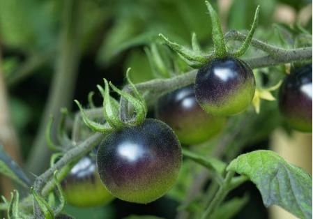 市场上这种黑番茄很罕见,营养价值高,一斤卖到