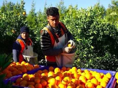 中国:激增的国产柑橘产量冲击进口市场
