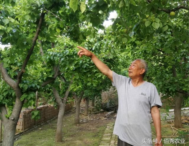 农村人坚持种植20年，村庄变世外桃源，赚钱后的邻居乐坏了