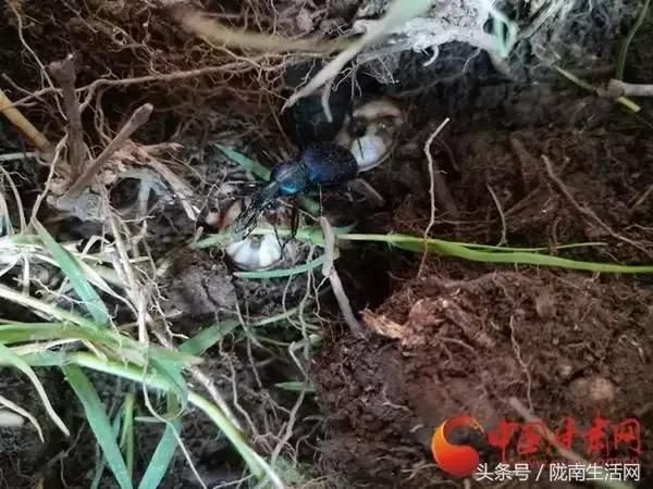 重磅!陇南出现世界首只细颚步行虫活体