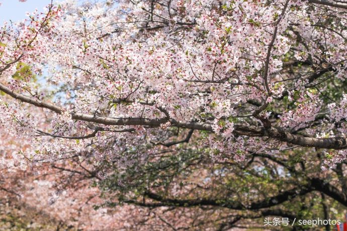 实拍日本上野公园，樱花盛放，规模浩大绚丽多姿，一起去看一下吧