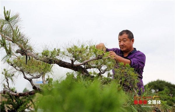 泰山有座“桂花园”，这里桂花飘香寿命百年