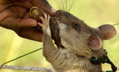 谁说老鼠对人类只有危害没有贡献?这个国家的