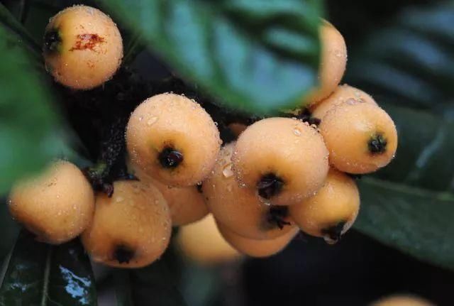 枇杷熟了，南岸广阳回龙邀你摘枇杷啦!