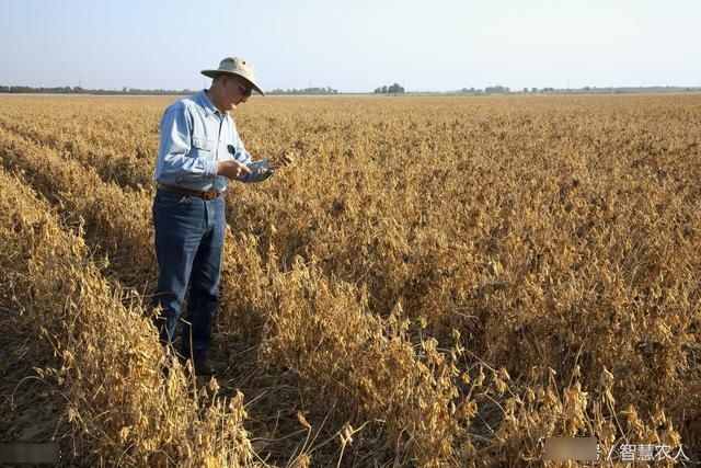 中国对进口美国大豆放大招，原来在美国当农民也不容易！涨见识了