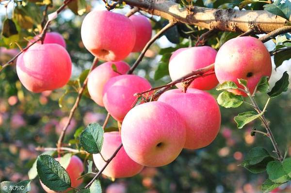 苹果有哪些营养?吃苹果对身体有什么好处?什