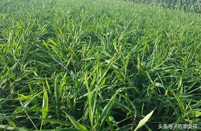 农民种植这种调味植物,亩产1万2千多斤,市场价