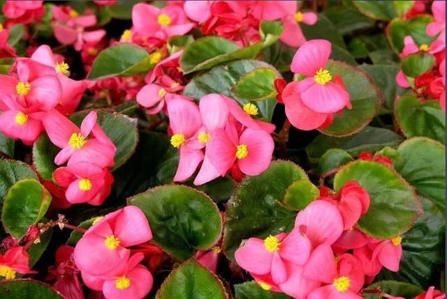 生命力超强的花,十天半个月不管都活的好好的