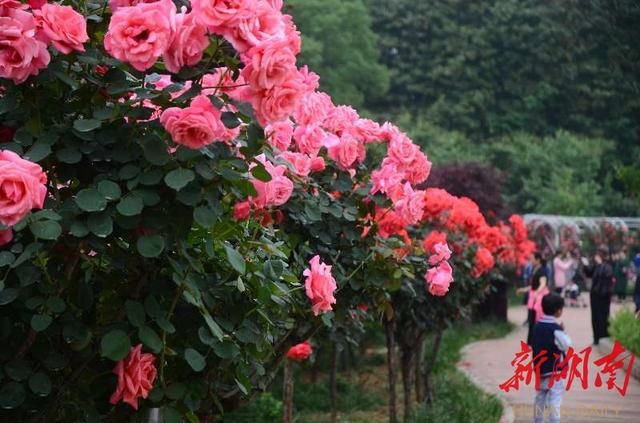 想看花开得比脸还大的玫瑰树去这里