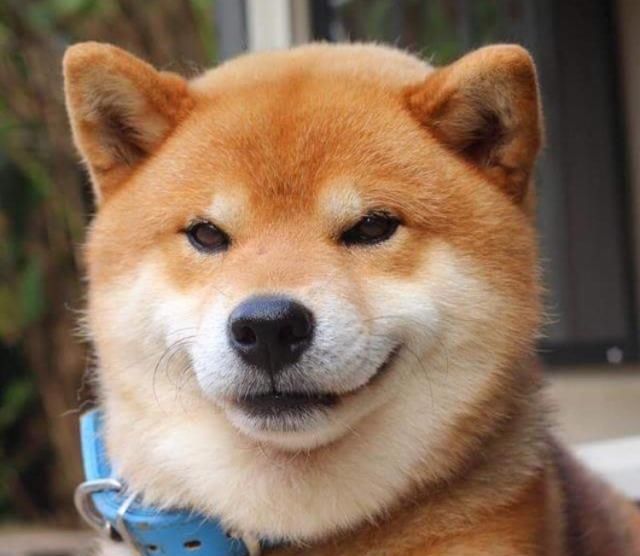 柴犬照镜子后开始龇牙咧嘴,还和自己吵起来:里面的家伙快出来! 博狗娱乐网络赌场