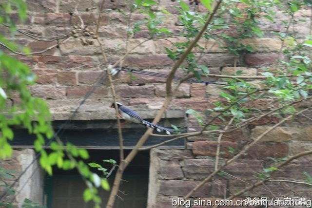 我的旅行日记“滹沱村”一个住在“桥”上的村落