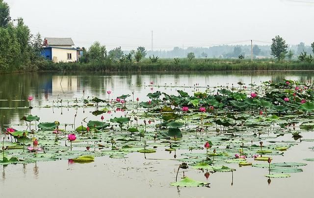 山东一个单字县,与河南接壤,是山东人口最多的