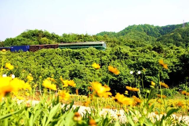 5月,山南景观长廊,一处不容错过的金鸡菊花海!