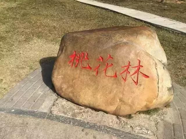 又是一年桃花开！去深圳莲花山公园转转“桃花运”！