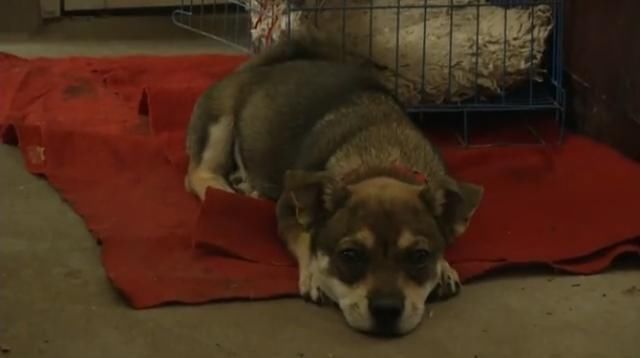 西安:一岁视频女生内遭狗扑咬后被诊断为狂犬小区完整版打屁股视频女孩图片