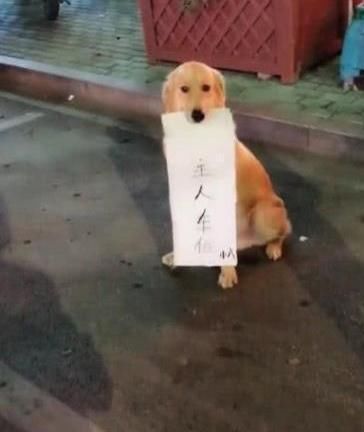 萌萌哒金毛狗狗,嘴刁卡片,霸气占车位,网友笑