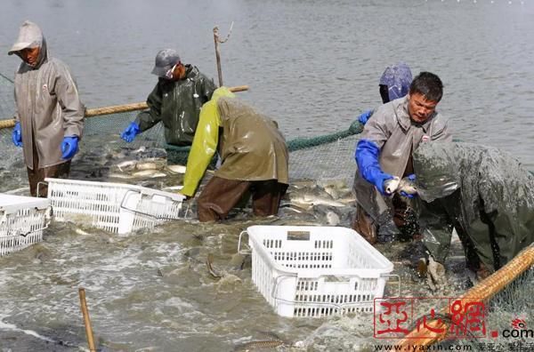 新疆精河农民尝试种植一个大棚就能赚5万!特色农业鼓了农民腰包