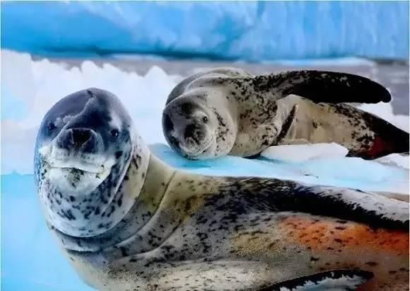 众萌游记：比马尔代夫更有逼格的旅行地，此生必去一次!