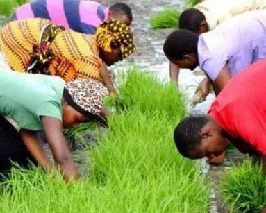 渴死不挖井,饿死不种田,非洲人为什么会这样