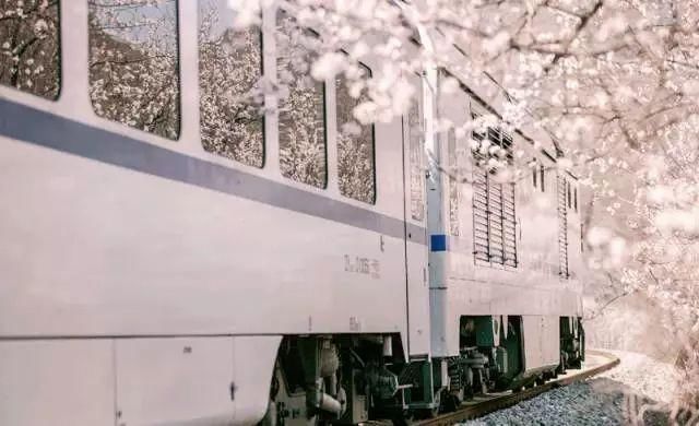 别去日本了！北京这趟6元小火车，带你穿越绝美樱花！沿途风景惊