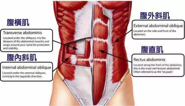 腹直肌分离的常见误区，与4步完整处理方案！