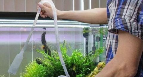 黑龙江肺炎的患者情况