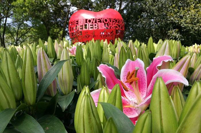 西溪花朝节今天开幕，100多万盆花儿等你去看