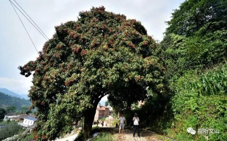 树龄超500年!麻栗坡发现云南最大古荔枝树!