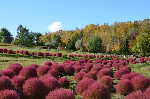 去日本最“慢”的城市感受四季变化