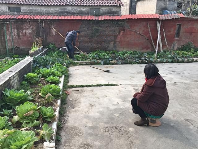 城里的种菜人，把住宅小区的花坛变农田，只为吃上放心菜！