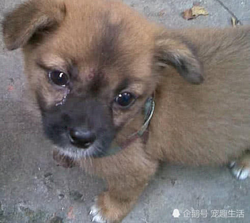 狗狗去公园散步,突然冲进一水沟里,主人跑近一