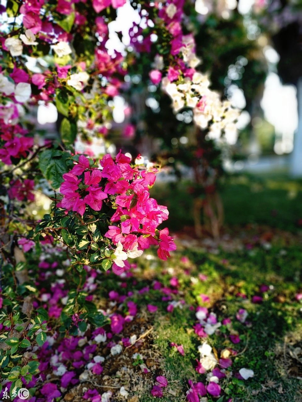 千帆过尽皆不是,唯有三花俘我心