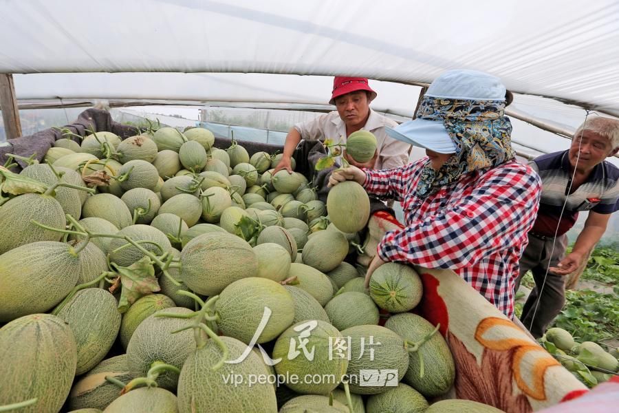 陕西大荔:大棚哈蜜瓜早上市