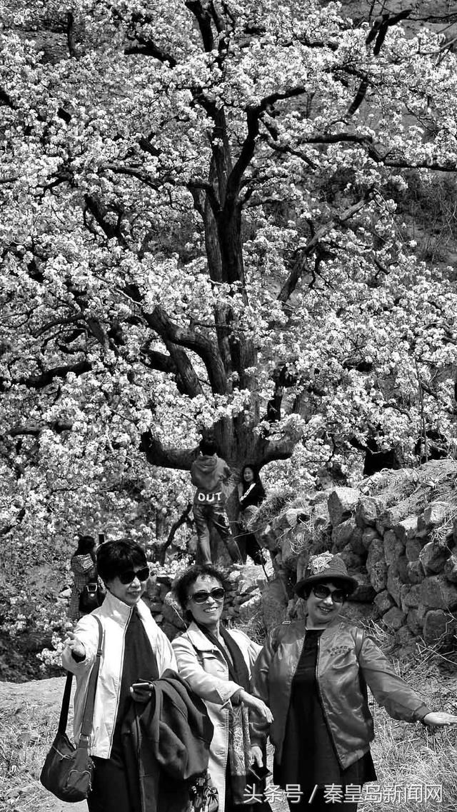 官场梨花盛开 游客纷至沓来 花为媒,助力乡村旅游