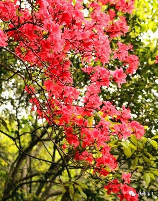 震撼!山川峡谷映山红,绵延数公里!