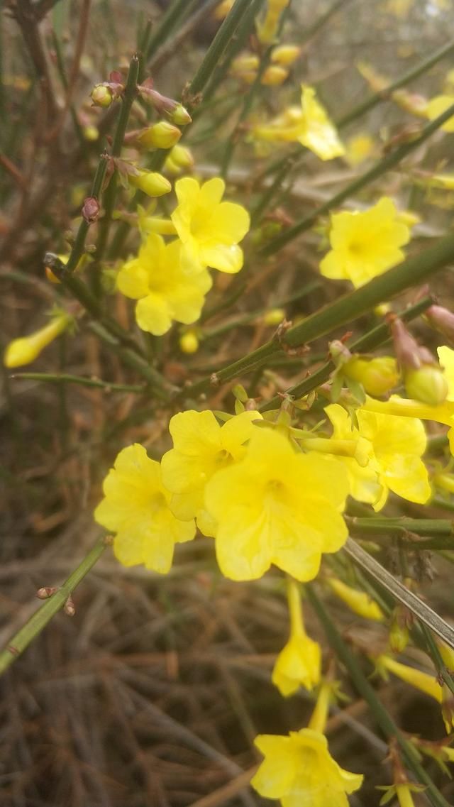 春天的脚步近了！平顶山白龟湖湿地公园里听花开的声音！